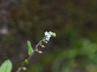 キュウリグサ