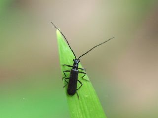 クロヒゲナガジョウカイ（2016年6月1日）