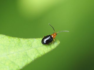 クロバヒゲナガハムシ（2021年6月30日）