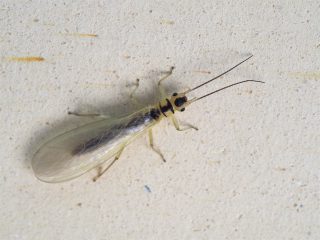 キブネミドリカワゲラ（2014年4月25日）