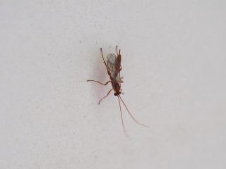 ギンケハラボソコマユバチ？（2015年5月2日）