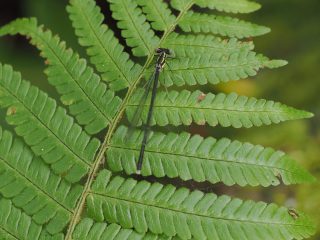 アマゴイルリトンボ♀