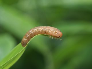 ヨウロウヒラクチハバチ幼虫？（野辺山）（2020年7月18日）