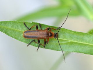 マルムネジョウカイ（2015年5月21日）