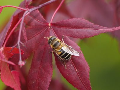 シマハナアブ♀