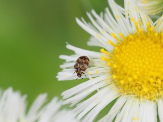 ヒメマルカツオブシムシ（2015年5月7日）