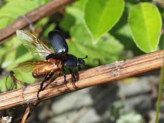 コカブトムシ飛翔（2015年10月27日）