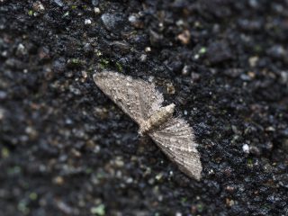 シロテンカバナミシャク（2cm）