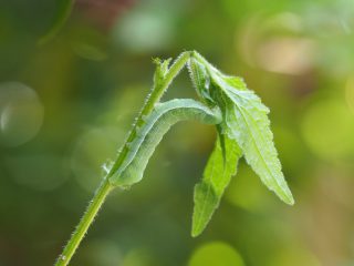 キバラモクメキリガ幼虫（2015年5月10日）