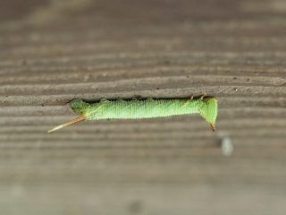 モモスズメ幼虫（2014年8月18日）