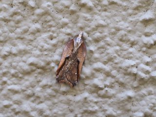 トサカハマキ（1.2cm）