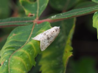 ウスアオモンコヤガ（1.2cm）