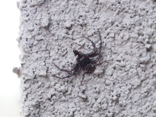 キハダカニグモ♂（2017年6月2日）