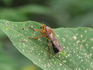 シロスジナガハナアブ♀