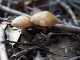 コショウイグチ（2019年10月23日）