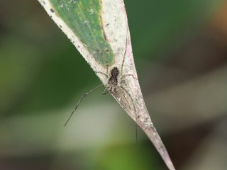 トゲザトウムシ