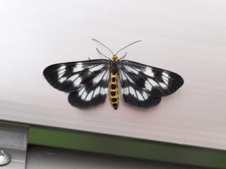 トンボエダシャク♀