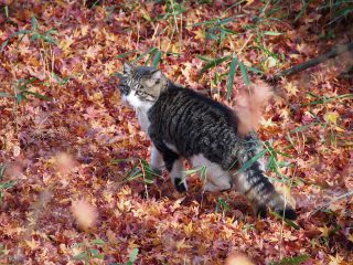 2012年12月4日