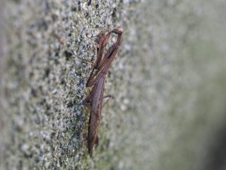 コカマキリ（2017年10月27日）