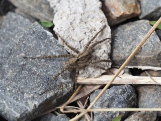 ウヅキコモリグモ（2016年4月2日）