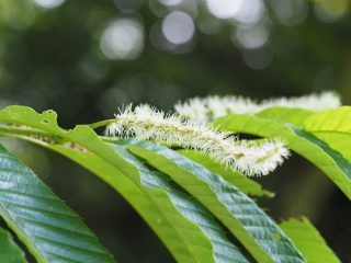 クリ