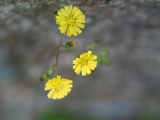 タビラコ（2014年4月19日）