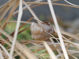 カマキリの卵（2020年2月11日）