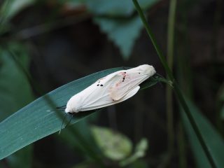 オビヒトリ交尾（2017年9月3日）