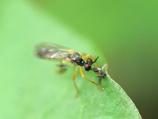 ナガモンウルワシオドリバエ（2015年6月4日）