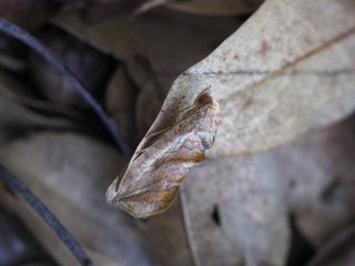 ヒメエグリバ（3cm）