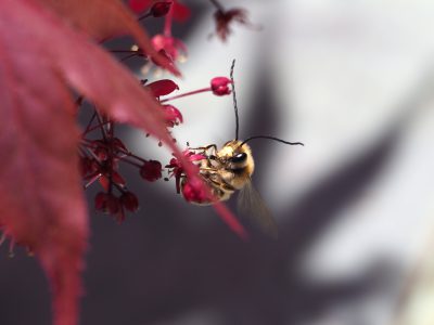 ニッポンヒゲナガハナバチ♂