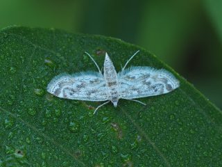 クロテンシロミズメイガ（1.5cm）