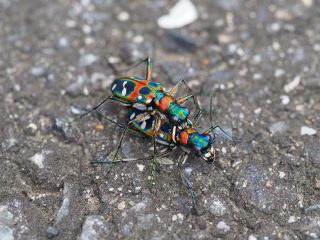 ハンミョウ交尾（2013年9月3日）