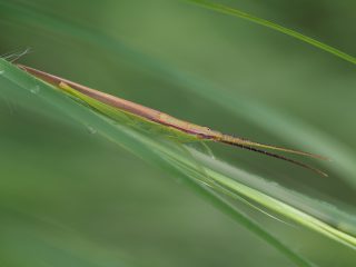 ショウリョウバッタモドキ（2017年9月18日）