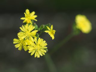 オニタビラコ（2015年4月22日）