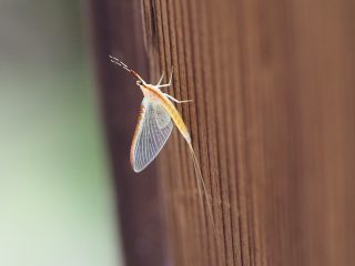 キイロカワカゲロウ（2015年6月27日）