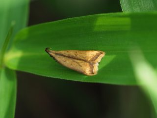 カバイロキバガ（2015年6月10日）