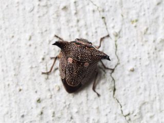 ウシカメムシ