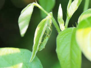 ハラビロヘリカメムシ幼虫
