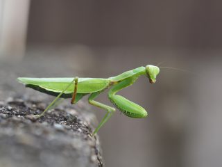 ハラビロカマキリ