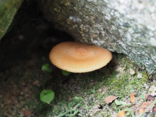 クリゲノチャヒラタケ？（2017年7月27日）
