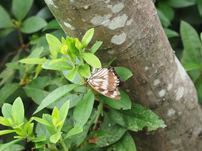 ゴマダラチョウ産卵（015年8月19日）