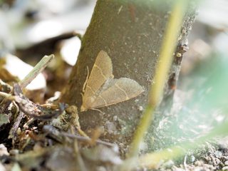 フタスジシマメイガ（1.2cm）