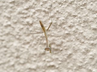 オオカマキ幼虫（2016年5月7日）