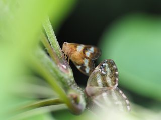 ベッコウハゴロモ横側 （2019年8月25日）