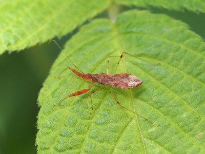 アカマキバサシガメ（2015年5月20日）