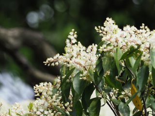 カナメモチ（2017年4月29日）