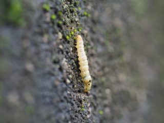 アセビコハマキ幼虫？（2016年10月1日）