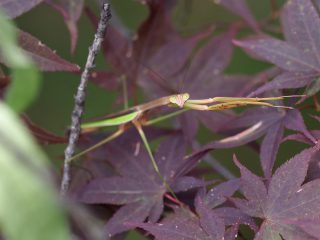 オオカマキリ