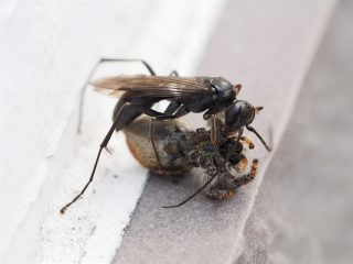 ヒメクモバチの仲間狩り（2016年5月20日）